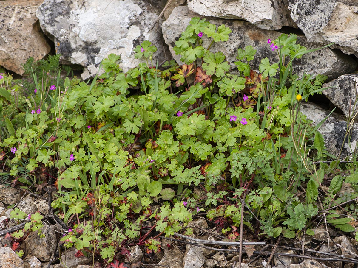 Habitus